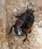 Hister quadrimaculatus